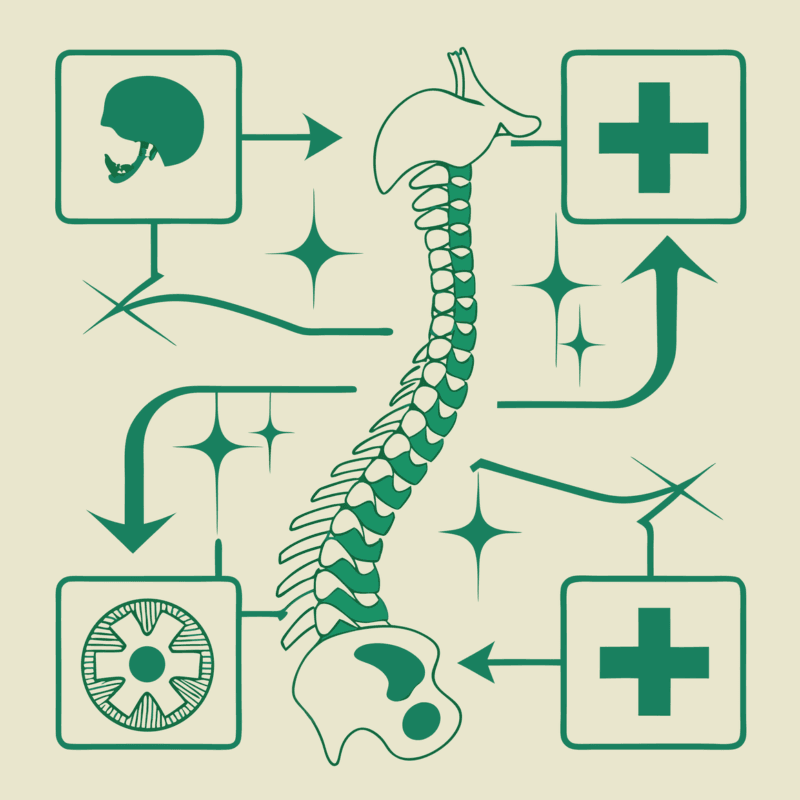 Stylized illustration representing orthopedic practice mergers and acquisitions with interconnected bone and spine imagery - SovDoc healthcare M&A advisors specializing in orthopedic and post-surgical rehabilitation practice transitions