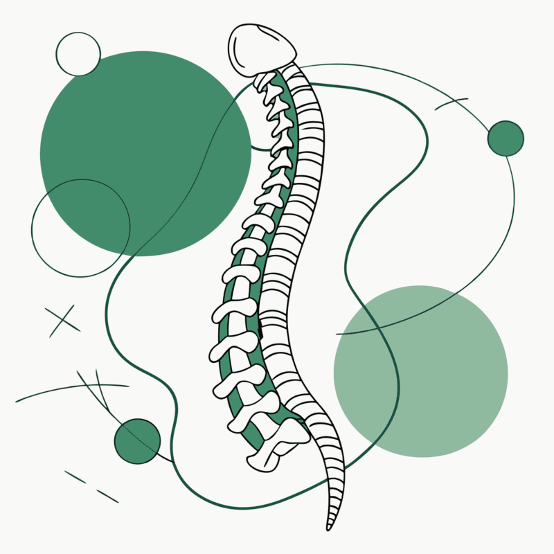 Minimalist illustration of a spine with interconnected green shapes representing orthopedic practice mergers and acquisitions. SovDoc healthcare M&A advisory for financial planning in orthopedic and rehabilitation practice consolidation.
