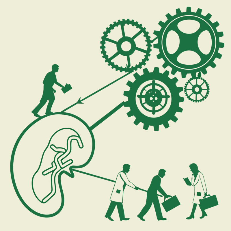 SovDoc M&A illustration showing nephrology practice valuation and integration - a stylized kidney being integrated into a broader business mechanism, symbolizing SovDoc's specialized approach to nephrology practice mergers and acquisitions with expert valuation consultants.